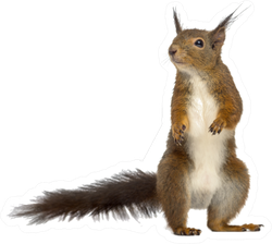 Red Squirrel In Front Of A White Background Sticker