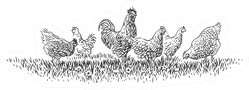 Rooster And Hens On Grass Illustration Sticker