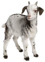 Rove Goat Kid, 1 Month Old Sticker
