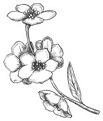 Sakura National China Blooming Tree Ink Sticker