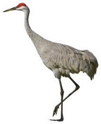 Sandhill Crane, Isolated On White Sticker