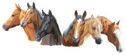 Set Of Colorful Portraits Of Horses Breeds Sticker