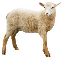 Sheep Isolated On White Background Sticker