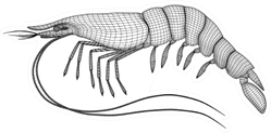 Shrimp Polygonal Lines Illustration Sticker