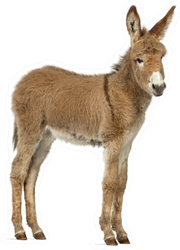 Side View Of A Young Provence Donkey Foal Sticker