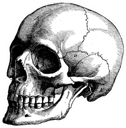 Skeleton Of The Human Head Vintage Engraved Illustration Sticker
