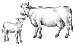 Sketches Of Cows And Calf Drawn By Hand Sticker