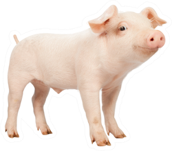 Smiling Baby Piglet Sticker