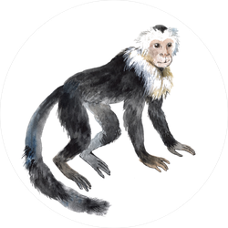 Smiling Capuchin Monkey Sticker