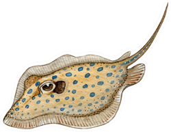 Spotted Stingray Watercolor Illustration Sticker