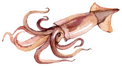 Squid Watercolor Illustration Sticker