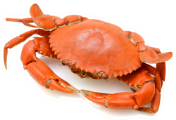 Steamed Crab On White Background Sticker
