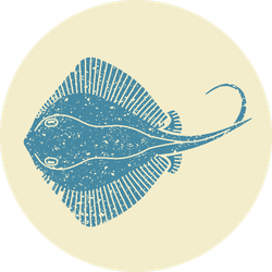Stingray Fish In Retro Style Sticker