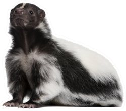 Striped Skunk Sticker