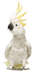 Sulphur-crested Cockatoo Standing Sticker