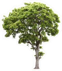 Tall Green Tree Sticker