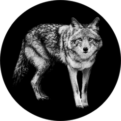 Template Of Coyote In B&w Sticker