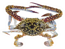 The Flower Crab Or Blue Crab Sticker