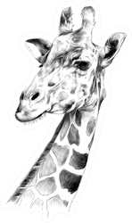 The Head Of A Giraffe Sketch Sticker