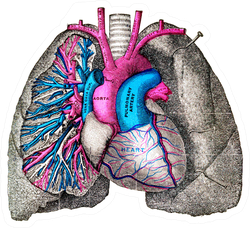 The Pulmonary Artery And Aorta Vintage Illustration Sticker