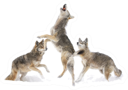 Three Coyotes Jumping In Snow Sticker