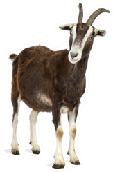 Toggenburg Goat Against White Background Sticker