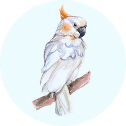 Watercolor Cockatoo Bird Animal On A White Background Sticker