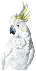 Watercolor Painting - Cockatoo (white And Yellow) Sticker
