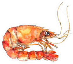 Watercolor Sea Food Illustration Painting Shrimp Sticker