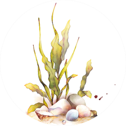 Watercolor Underwater Life Objects Seashells Sticker
