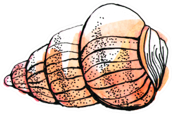 Watercolor Yellow Pink Isolated Spiral Seashell Sticker