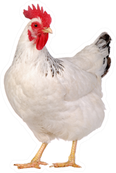 White Chicken Isolated Sticker