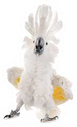 White Cockatoo Dancing Sticker