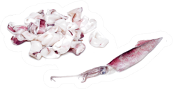 Whiteraw Squid And Squid Rings Over White Sticker