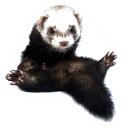 Young Beautiful Ferret Silly Sticker