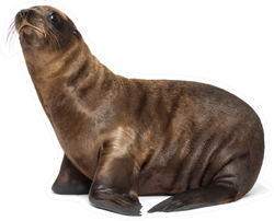 Young California Sea Lion 3 Months Old Sticker