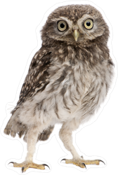 Young Owl Standing Sticker