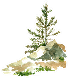 Young Pine Trees And Rocks Drawing By Watercolor Sticker