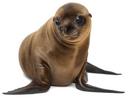 Zalophus Californianus Sea Lion Smiling Sticker