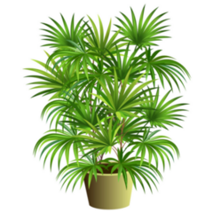 3d Indoor Palm Tree Sticker