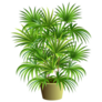 3d Indoor Palm Tree Sticker
