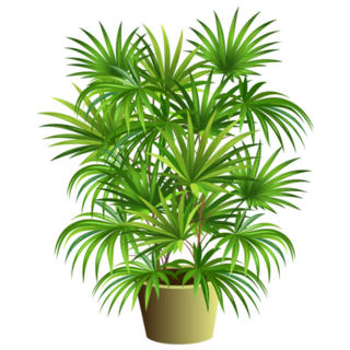 3d Indoor Palm Tree Sticker