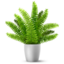 3D Realistic Potted Boston Fern Plant Sticker