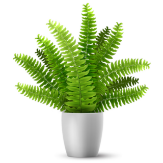 3D Realistic Potted Boston Fern Plant Sticker