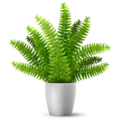 3D Realistic Potted Boston Fern Plant Sticker