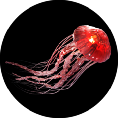 3d Rendering Of Pink Jellyfish Isolated On Black Sticker