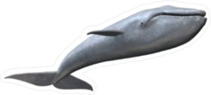 3D Whale Sticker
