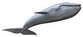 3D Whale Sticker