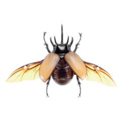 5-horned Rhinoceros Beetle Sticker