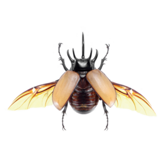 5-horned Rhinoceros Beetle Sticker